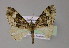  ( - BC ZSM Lep 04523)  @12 [ ] CreativeCommons - Attribution Non-Commercial Share-Alike (2010) Unspecified SNSB, Zoologische Staatssammlung Muenchen