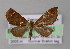  ( - BC ZSM Lep 04525)  @12 [ ] CreativeCommons - Attribution Non-Commercial Share-Alike (2010) Unspecified SNSB, Zoologische Staatssammlung Muenchen