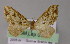  ( - BC ZSM Lep 04531)  @12 [ ] CreativeCommons - Attribution Non-Commercial Share-Alike (2010) Unspecified SNSB, Zoologische Staatssammlung Muenchen