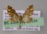  ( - BC ZSM Lep 04534)  @12 [ ] CreativeCommons - Attribution Non-Commercial Share-Alike (2010) Unspecified SNSB, Zoologische Staatssammlung Muenchen