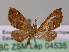  ( - BC ZSM Lep 04535)  @12 [ ] CreativeCommons - Attribution Non-Commercial Share-Alike (2010) Unspecified SNSB, Zoologische Staatssammlung Muenchen