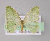  ( - BC ZSM Lep 04540)  @11 [ ] CreativeCommons - Attribution Non-Commercial Share-Alike (2010) Unspecified SNSB, Zoologische Staatssammlung Muenchen