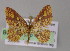  (Eois fucosa - BC ZSM Lep 04547)  @11 [ ] CreativeCommons - Attribution Non-Commercial Share-Alike (2010) Unspecified SNSB, Zoologische Staatssammlung Muenchen