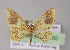  (Eois burlaAH01Ec - BC ZSM Lep 04550)  @11 [ ] CreativeCommons - Attribution Non-Commercial Share-Alike (2010) Unspecified SNSB, Zoologische Staatssammlung Muenchen