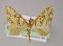 (Psaliodes AH17Ec - BC ZSM Lep 04552)  @14 [ ] CreativeCommons - Attribution Non-Commercial Share-Alike (2010) Unspecified SNSB, Zoologische Staatssammlung Muenchen
