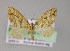  ( - BC ZSM Lep 04566)  @13 [ ] CreativeCommons - Attribution Non-Commercial Share-Alike (2010) Unspecified SNSB, Zoologische Staatssammlung Muenchen