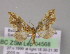  ( - BC ZSM Lep 04568)  @12 [ ] CreativeCommons - Attribution Non-Commercial Share-Alike (2010) Unspecified SNSB, Zoologische Staatssammlung Muenchen