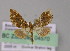  ( - BC ZSM Lep 04570)  @13 [ ] CreativeCommons - Attribution Non-Commercial Share-Alike (2010) Unspecified SNSB, Zoologische Staatssammlung Muenchen