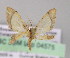  ( - BC ZSM Lep 04575)  @12 [ ] CreativeCommons - Attribution Non-Commercial Share-Alike (2010) Unspecified SNSB, Zoologische Staatssammlung Muenchen