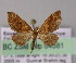  ( - BC ZSM Lep 04581)  @13 [ ] CreativeCommons - Attribution Non-Commercial Share-Alike (2010) Unspecified SNSB, Zoologische Staatssammlung Muenchen