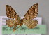  (Psaliodes AH04Ec - BC ZSM Lep 04586)  @14 [ ] CreativeCommons - Attribution Non-Commercial Share-Alike (2010) Unspecified SNSB, Zoologische Staatssammlung Muenchen