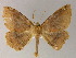  ( - BC ZSM Lep 04600)  @14 [ ] CreativeCommons - Attribution Non-Commercial Share-Alike (2010) Unspecified SNSB, Zoologische Staatssammlung Muenchen