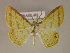  (Opisthoxia dora - BC ZSM Lep 05945)  @15 [ ] CreativeCommons - Attribution Non-Commercial Share-Alike (2010) Unspecified SNSB, Zoologische Staatssammlung Muenchen