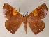  ( - BC ZSM Lep 05948)  @14 [ ] CreativeCommons - Attribution Non-Commercial Share-Alike (2010) Unspecified SNSB, Zoologische Staatssammlung Muenchen