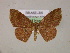  (Semaeopus miniataAM01Br - BC ZSM Lep 05949)  @14 [ ] CreativeCommons - Attribution Non-Commercial Share-Alike (2010) Unspecified SNSB, Zoologische Staatssammlung Muenchen