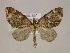  (Hydriomena AM01Br - BC ZSM Lep 05956)  @13 [ ] CreativeCommons - Attribution Non-Commercial Share-Alike (2010) Unspecified SNSB, Zoologische Staatssammlung Muenchen