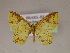  (Eois numidaAM01Br - BC ZSM Lep 05958)  @14 [ ] CreativeCommons - Attribution Non-Commercial Share-Alike (2010) Unspecified SNSB, Zoologische Staatssammlung Muenchen