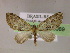  ( - BC ZSM Lep 05989)  @11 [ ] CreativeCommons - Attribution Non-Commercial Share-Alike (2010) Unspecified SNSB, Zoologische Staatssammlung Muenchen