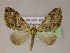  ( - BC ZSM Lep 06014)  @14 [ ] CreativeCommons - Attribution Non-Commercial Share-Alike (2010) Unspecified SNSB, Zoologische Staatssammlung Muenchen