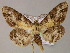  ( - BC ZSM Lep 08405)  @13 [ ] CreativeCommons - Attribution Non-Commercial Share-Alike (2010) Unspecified SNSB, Zoologische Staatssammlung Muenchen
