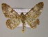 ( - BC ZSM Lep 08444)  @13 [ ] CreativeCommons - Attribution Non-Commercial Share-Alike (2010) Unspecified SNSB, Zoologische Staatssammlung Muenchen