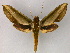  (Theretra nessus nessus - BC ZSM Lep 08475)  @14 [ ] CreativeCommons - Attribution Non-Commercial Share-Alike (2010) Unspecified SNSB, Zoologische Staatssammlung Muenchen