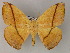  ( - BC ZSM Lep 08481)  @14 [ ] CreativeCommons - Attribution Non-Commercial Share-Alike (2010) Unspecified SNSB, Zoologische Staatssammlung Muenchen
