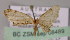  ( - BC ZSM Lep 08489)  @12 [ ] CreativeCommons - Attribution Non-Commercial Share-Alike (2010) Unspecified SNSB, Zoologische Staatssammlung Muenchen