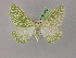  ( - BC ZSM Lep 08599)  @13 [ ] CreativeCommons - Attribution Non-Commercial Share-Alike (2010) Unspecified SNSB, Zoologische Staatssammlung Muenchen