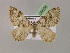  ( - BC ZSM Lep 08606)  @11 [ ] CreativeCommons - Attribution Non-Commercial Share-Alike (2010) Unspecified SNSB, Zoologische Staatssammlung Muenchen