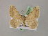  ( - BC ZSM Lep 08609)  @11 [ ] CreativeCommons - Attribution Non-Commercial Share-Alike (2010) Unspecified SNSB, Zoologische Staatssammlung Muenchen