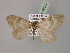  ( - BC ZSM Lep 08639)  @11 [ ] CreativeCommons - Attribution Non-Commercial Share-Alike (2010) Unspecified SNSB, Zoologische Staatssammlung Muenchen