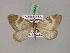  ( - BC ZSM Lep 08640)  @11 [ ] CreativeCommons - Attribution Non-Commercial Share-Alike (2010) Unspecified SNSB, Zoologische Staatssammlung Muenchen