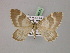  ( - BC ZSM Lep 08641)  @13 [ ] CreativeCommons - Attribution Non-Commercial Share-Alike (2010) Unspecified SNSB, Zoologische Staatssammlung Muenchen