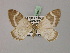  ( - BC ZSM Lep 08643)  @11 [ ] CreativeCommons - Attribution Non-Commercial Share-Alike (2010) Unspecified SNSB, Zoologische Staatssammlung Muenchen