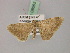  ( - BC ZSM Lep 08665)  @11 [ ] CreativeCommons - Attribution Non-Commercial Share-Alike (2010) Unspecified SNSB, Zoologische Staatssammlung Muenchen
