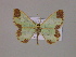  ( - BC ZSM Lep 14827)  @14 [ ] CreativeCommons - Attribution Non-Commercial Share-Alike (2010) Unspecified SNSB, Zoologische Staatssammlung Muenchen