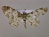  ( - BC ZSM Lep 14829)  @13 [ ] CreativeCommons - Attribution Non-Commercial Share-Alike (2010) Unspecified SNSB, Zoologische Staatssammlung Muenchen