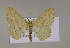  ( - BC ZSM Lep 14835)  @14 [ ] CreativeCommons - Attribution Non-Commercial Share-Alike (2010) Unspecified SNSB, Zoologische Staatssammlung Muenchen