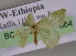  ( - BC ZSM Lep 14864)  @12 [ ] CreativeCommons - Attribution Non-Commercial Share-Alike (2010) Unspecified SNSB, Zoologische Staatssammlung Muenchen