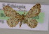  (Discomiosis AH01Et - BC ZSM Lep 14883)  @13 [ ] CreativeCommons - Attribution Non-Commercial Share-Alike (2010) Unspecified SNSB, Zoologische Staatssammlung Muenchen
