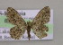  (Scopula cinnamomata - BC ZSM Lep 14890)  @13 [ ] CreativeCommons - Attribution Non-Commercial Share-Alike (2010) Unspecified SNSB, Zoologische Staatssammlung Muenchen