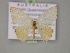  ( - BC ZSM Lep 14945)  @11 [ ] CreativeCommons - Attribution Non-Commercial Share-Alike (2010) Unspecified SNSB, Zoologische Staatssammlung Muenchen