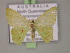 ( - BC ZSM Lep 14946)  @13 [ ] CreativeCommons - Attribution Non-Commercial Share-Alike (2010) Unspecified SNSB, Zoologische Staatssammlung Muenchen