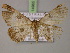  ( - BC ZSM Lep 14965)  @12 [ ] CreativeCommons - Attribution Non-Commercial Share-Alike (2010) Unspecified SNSB, Zoologische Staatssammlung Muenchen