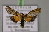  ( - BC ZSM Lep 14969)  @11 [ ] CreativeCommons - Attribution Non-Commercial Share-Alike (2010) Unspecified SNSB, Zoologische Staatssammlung Muenchen