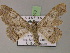  ( - BC ZSM Lep 14973)  @14 [ ] CreativeCommons - Attribution Non-Commercial Share-Alike (2010) Unspecified SNSB, Zoologische Staatssammlung Muenchen