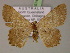  ( - BC ZSM Lep 14974)  @14 [ ] CreativeCommons - Attribution Non-Commercial Share-Alike (2010) Unspecified SNSB, Zoologische Staatssammlung Muenchen
