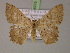  ( - BC ZSM Lep 14975)  @14 [ ] CreativeCommons - Attribution Non-Commercial Share-Alike (2010) Unspecified SNSB, Zoologische Staatssammlung Muenchen