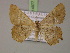  ( - BC ZSM Lep 14977)  @14 [ ] CreativeCommons - Attribution Non-Commercial Share-Alike (2010) Unspecified SNSB, Zoologische Staatssammlung Muenchen
